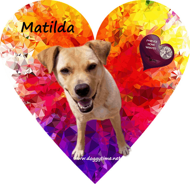 Matilda, an adoptable Labrador Retriever, Jindo in Warkworth, ON, K0K 3K0 | Photo Image 5