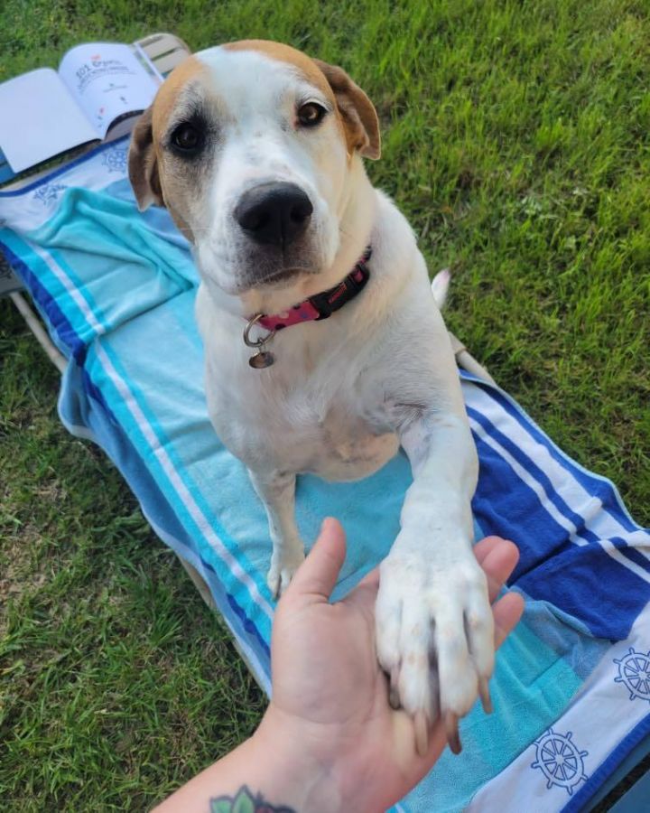 American foxhound best sale pointer mix