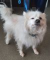 Pogo-In Longterm Foster Care