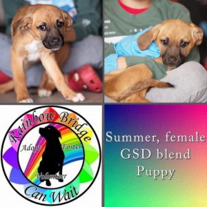 Dog for adoption - Summer , a German Shepherd Dog Mix in Carnegie, OK |  Petfinder