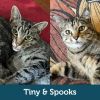 Tiny & Spooks (Bonded Pair)