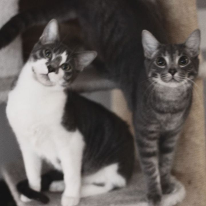 Waffle & Shortcake (Bonded Pair) , an adopted Domestic Short Hair Mix in Minneapolis, MN_image-1