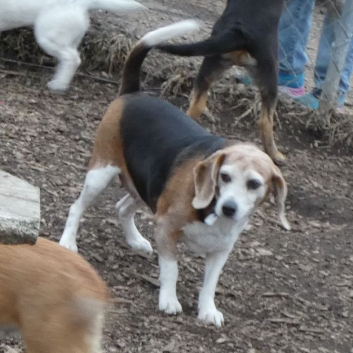 Lucy, an adopted Beagle in Bloomingdale, NJ_image-4