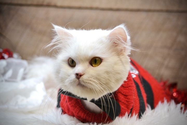 Lover Boy, an adopted Persian Mix in Sevierville, TN_image-1
