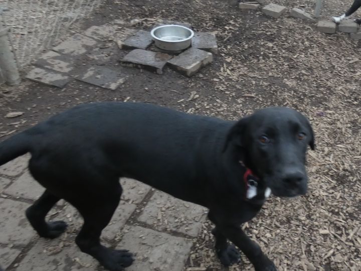 Sassy, an adoptable Black Labrador Retriever Mix in Bloomingdale, NJ_image-4