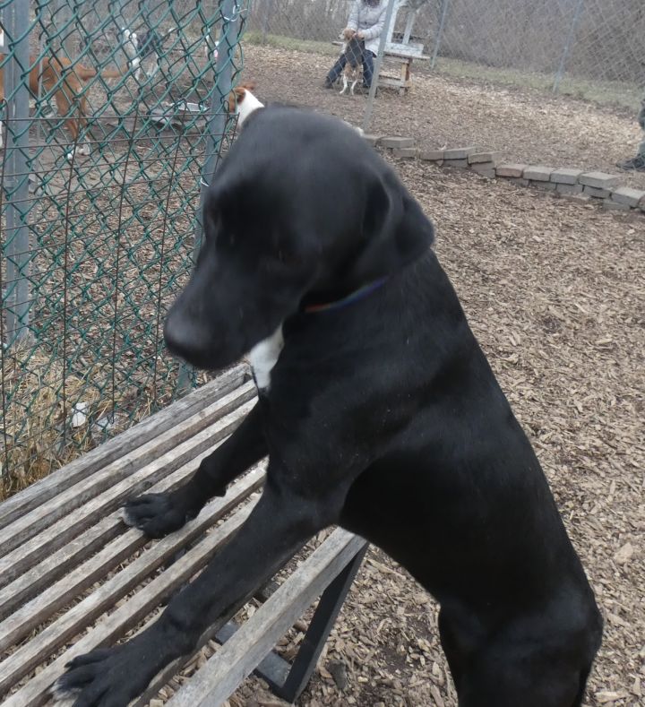 Sassy, an adoptable Black Labrador Retriever Mix in Bloomingdale, NJ_image-1