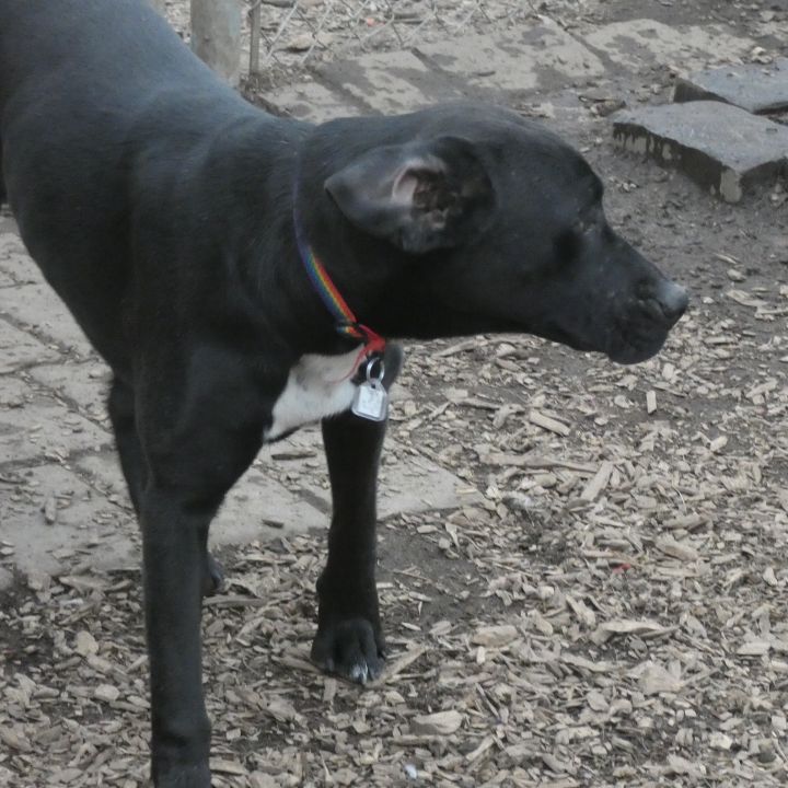 Sassy, an adoptable Black Labrador Retriever Mix in Bloomingdale, NJ_image-5