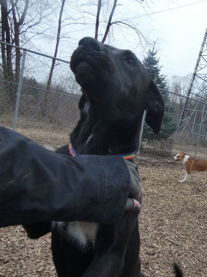 Sassy, an adoptable Black Labrador Retriever Mix in Bloomingdale, NJ_image-6