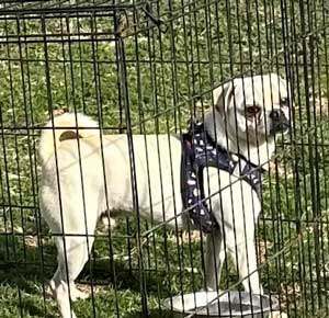 BUTTON, an adoptable Puggle, Beagle in Claremore, OK, 74019 | Photo Image 1