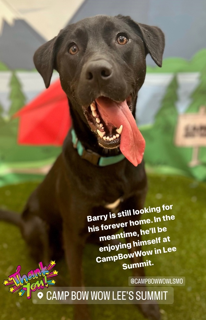 Barry, an adoptable Black Labrador Retriever Mix in Kansas City, MO_image-4