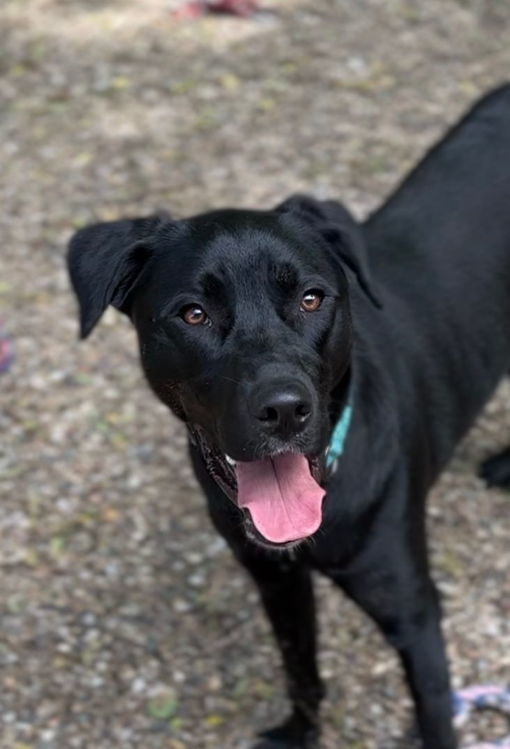 Dog For Adoption - Barry, A Black Labrador Retriever & Siberian Husky Mix  In Kansas City, Mo | Petfinder
