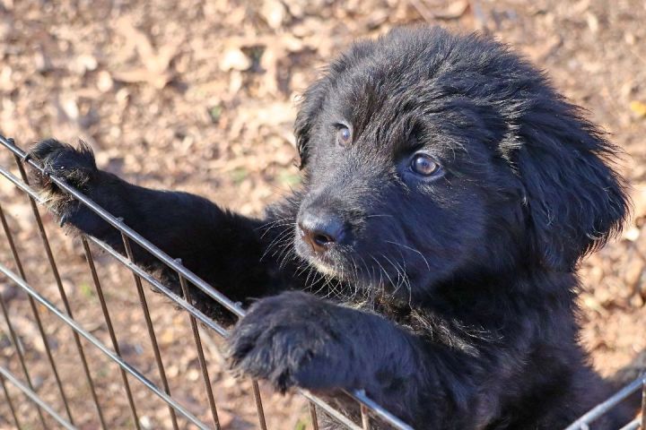 Dog for adoption Woolly, a Labradoodle & Dog Mix in Bartlett, TN Petfinder