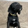 Ava - Yellow collar
