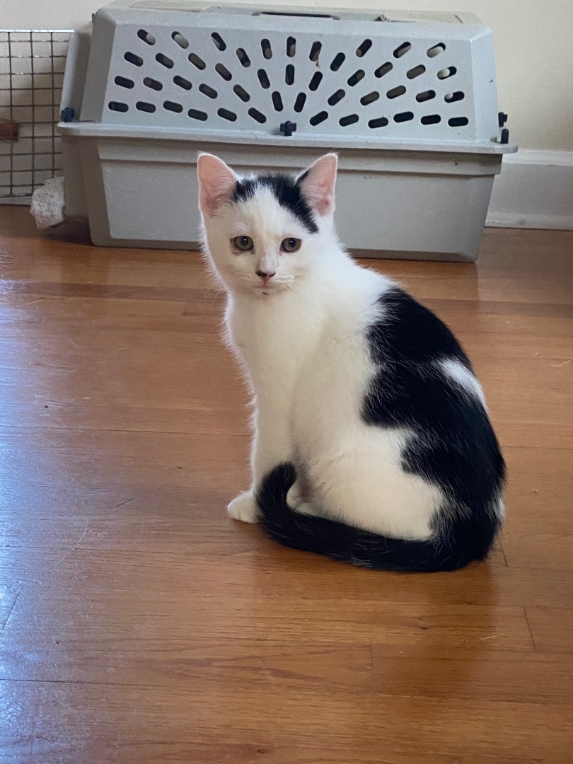 Sterling, an adoptable Domestic Short Hair in Myrtle Beach, SC, 29572 | Photo Image 1