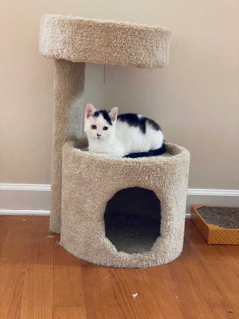Sterling, an adoptable Domestic Short Hair in Myrtle Beach, SC, 29572 | Photo Image 5