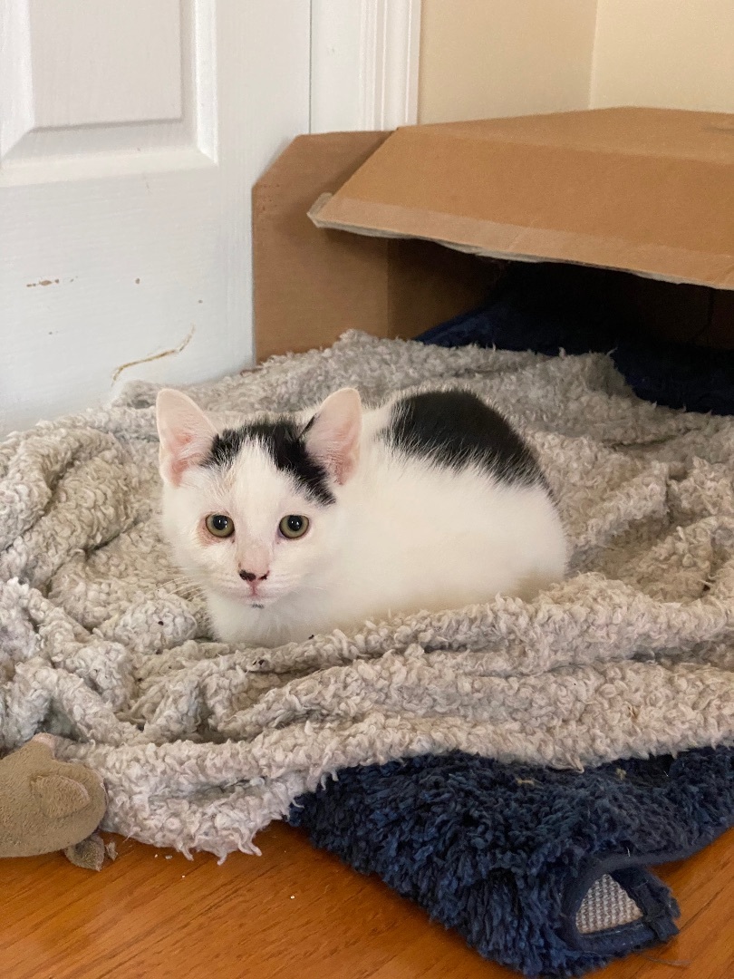 Sterling, an adoptable Domestic Short Hair in Myrtle Beach, SC, 29572 | Photo Image 6