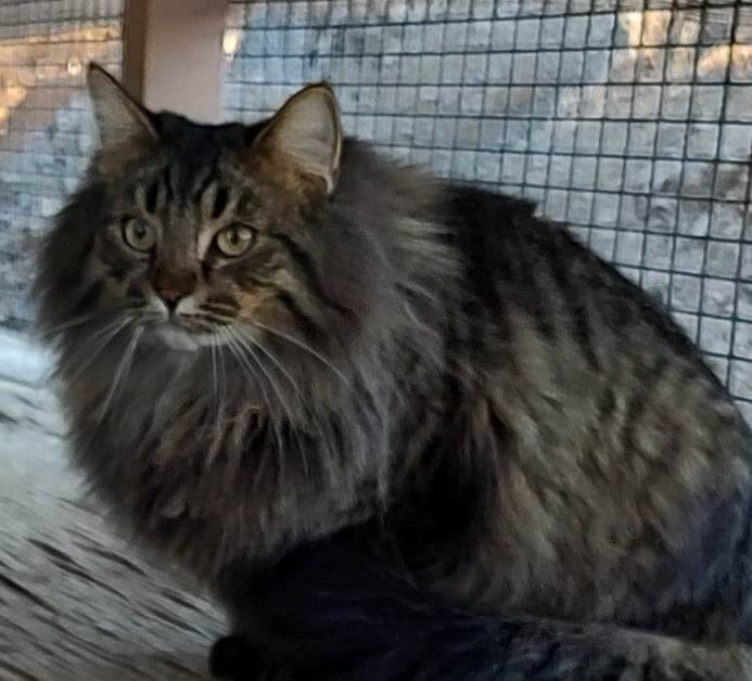 Cat for adoption - Eytukan, a Tabby & Domestic Long Hair Mix in ...