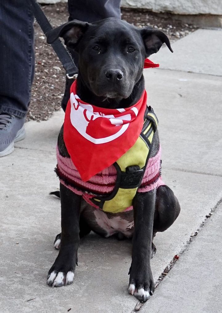 Bean, an adoptable Retriever & Pit Bull Terrier Mix in Palatine, IL_image-1
