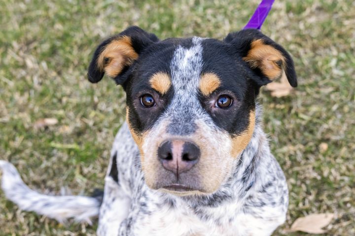 how long is a blue heeler pregnant