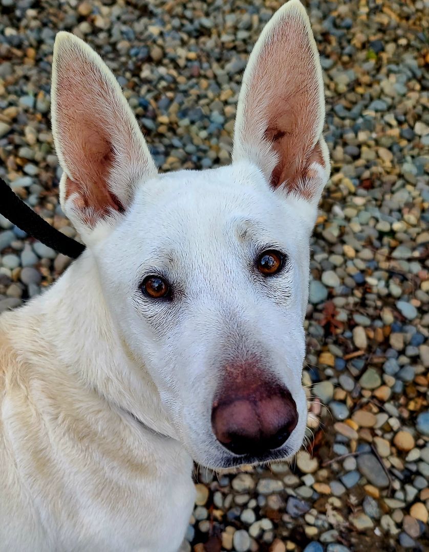 Rainn, an adoptable White German Shepherd in Woodland, CA, 95776 | Photo Image 2