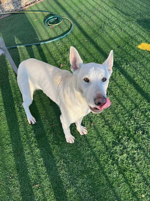 Rainn, an adoptable White German Shepherd in Woodland, CA, 95776 | Photo Image 3