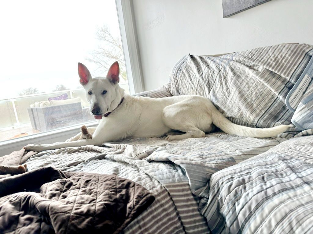 Rainn, an adoptable White German Shepherd in Woodland, CA, 95776 | Photo Image 7