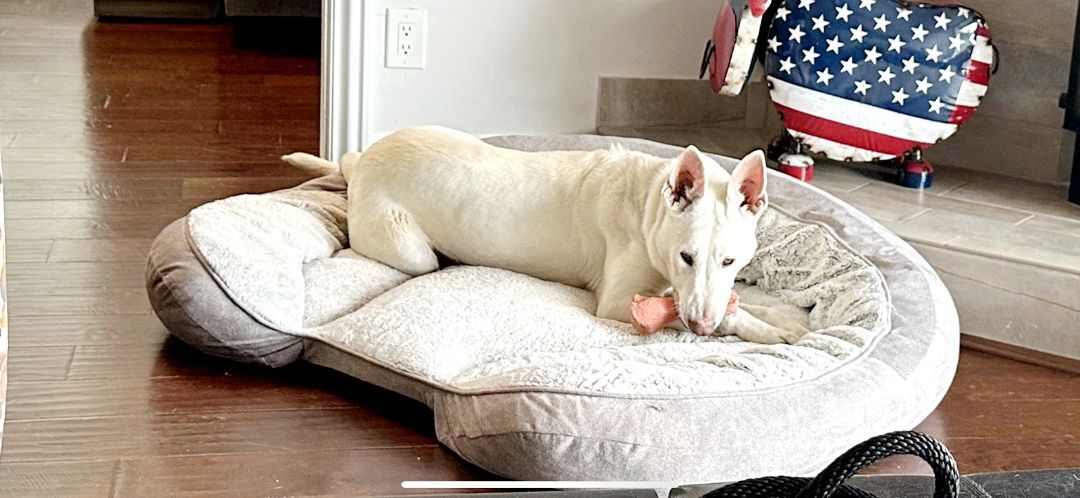 Rainn, an adoptable White German Shepherd in Woodland, CA, 95776 | Photo Image 8