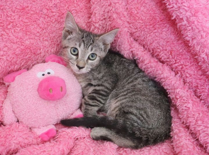 Gislelle, an adoptable Tabby Mix in Saint Augustine, FL_image-2