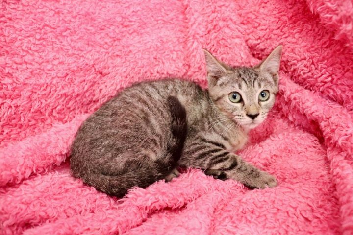 Gislelle, an adoptable Tabby Mix in Saint Augustine, FL_image-4