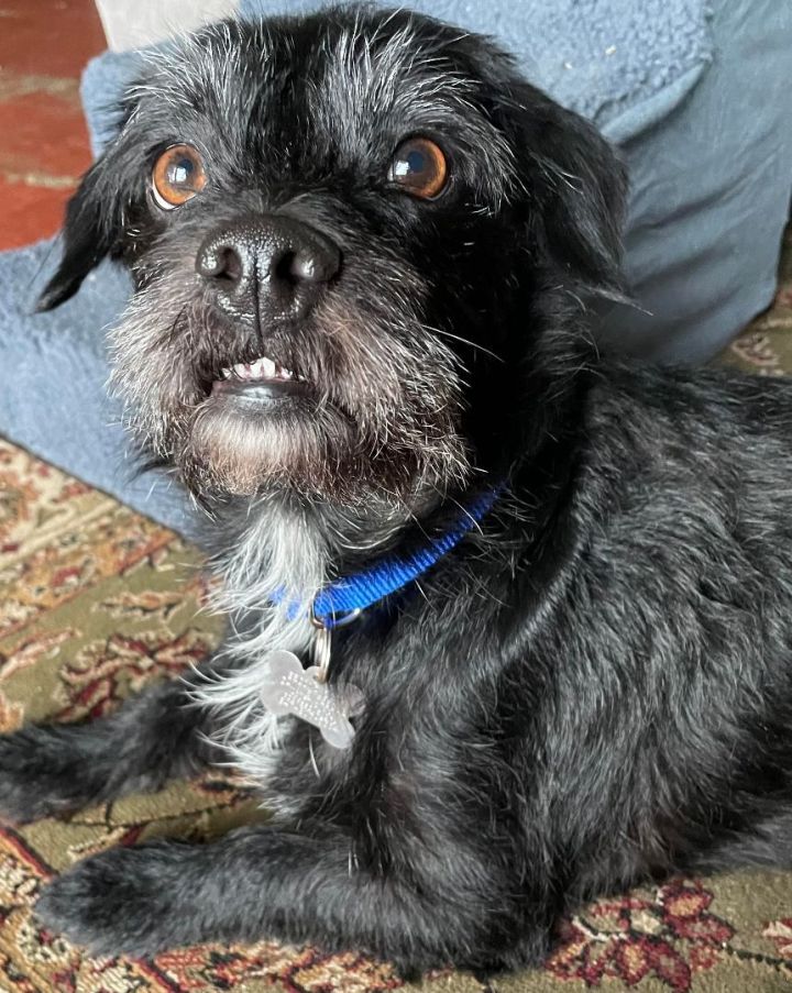 Chewy, an adopted Terrier Mix in Palatine, IL_image-1