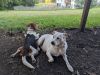 Ginger (White Heeler Mix and Copper Beagle) 
