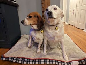 Ginger (White Heeler Mix and Copper Beagle) 