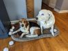 Ginger (White Heeler Mix and Copper Beagle) 