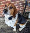 Ginger (White Heeler Mix and Copper Beagle) 