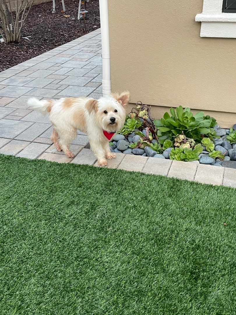 Martin, an adoptable West Highland White Terrier / Westie, Pomeranian in San Diego, CA, 92130 | Photo Image 1