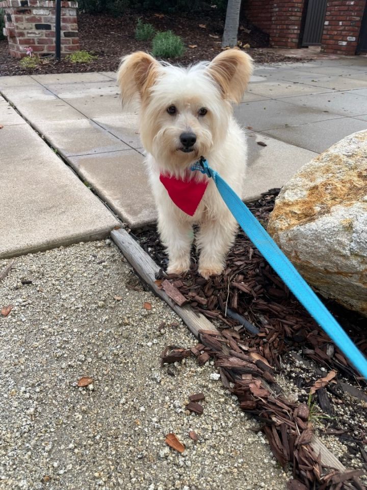 Pom cheap westie mix