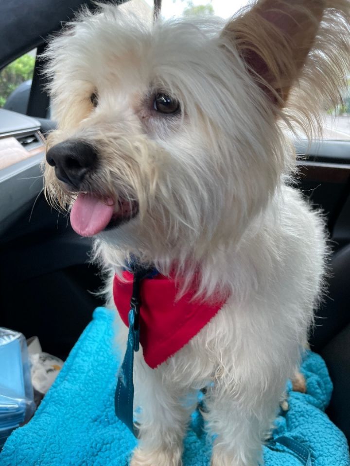 Pom cheap westie mix