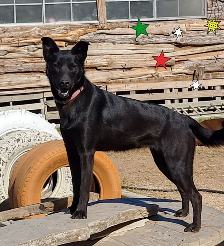 All black blue store heeler