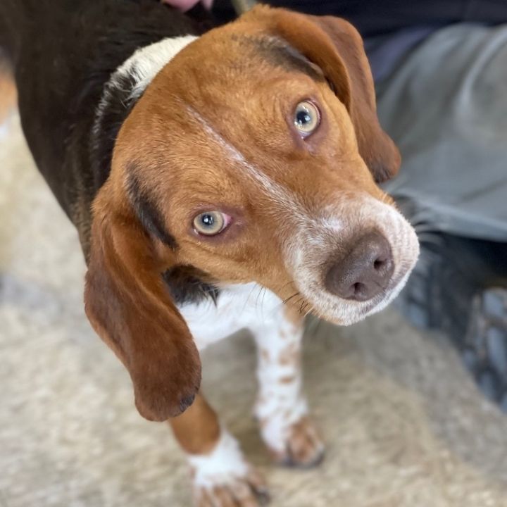 Copper, an adopted Beagle in Richmond, VA_image-1