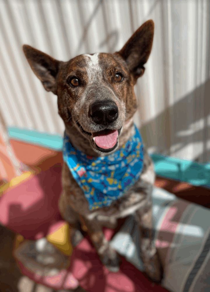 Lucas, an adopted Australian Cattle Dog / Blue Heeler in Williamsburg, NM_image-2