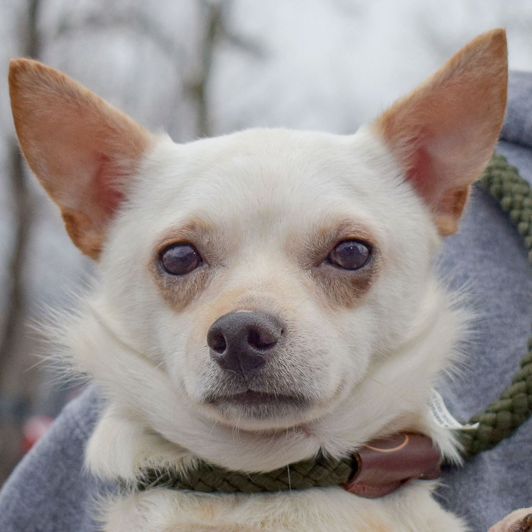 Dog for adoption - Barnett, a Chihuahua in Huntley, IL | Petfinder