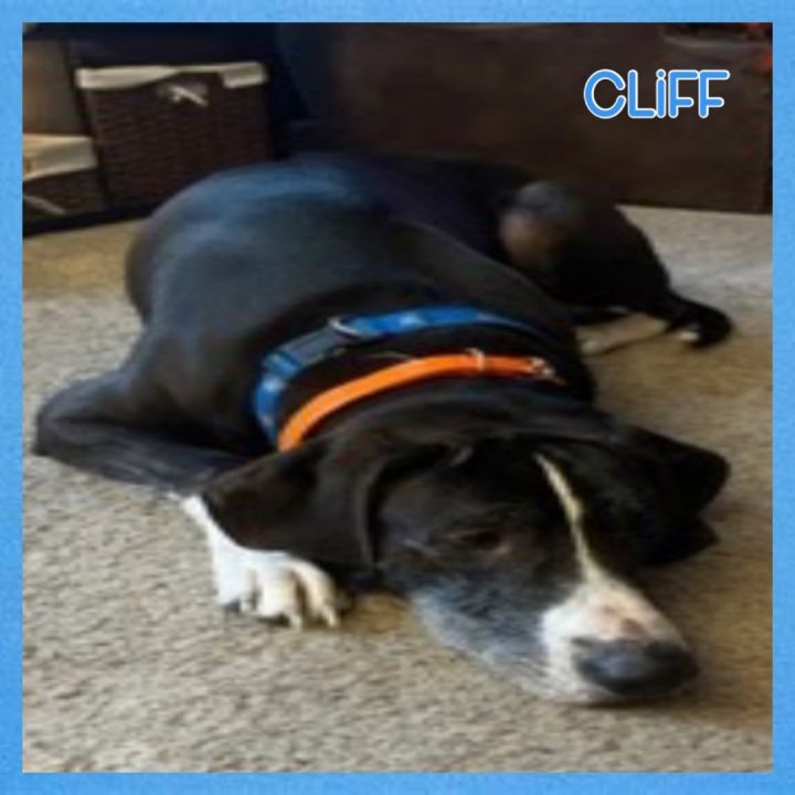 URGENT - Foster Cliff!, an adoptable Labrador Retriever & Hound Mix in Oswego, IL_image-2