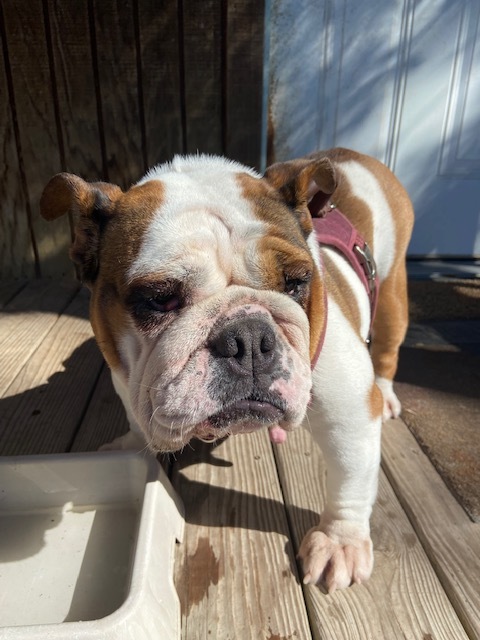 Darla, an adoptable English Bulldog in Van Vleck, TX_image-3