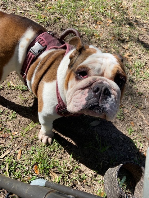 Darla, an adoptable English Bulldog in Van Vleck, TX_image-4