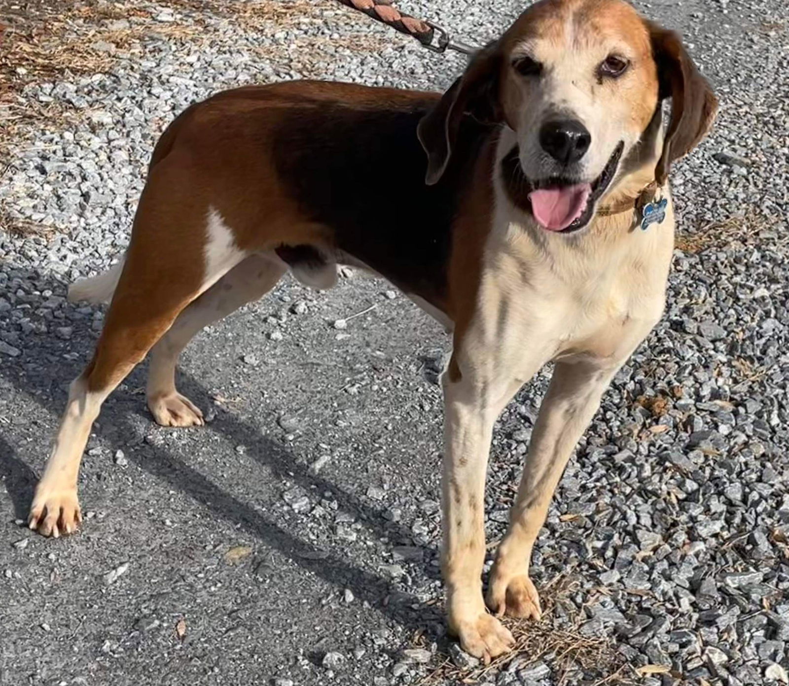 Alexander: Not At the Shelter (Wendy), an adoptable Hound in Rustburg, VA, 24588 | Photo Image 1