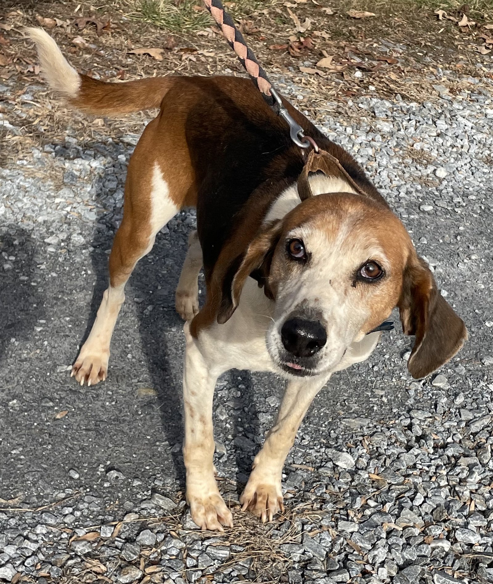 Alexander: Not At the Shelter, an adoptable Hound in Rustburg, VA, 24588 | Photo Image 2