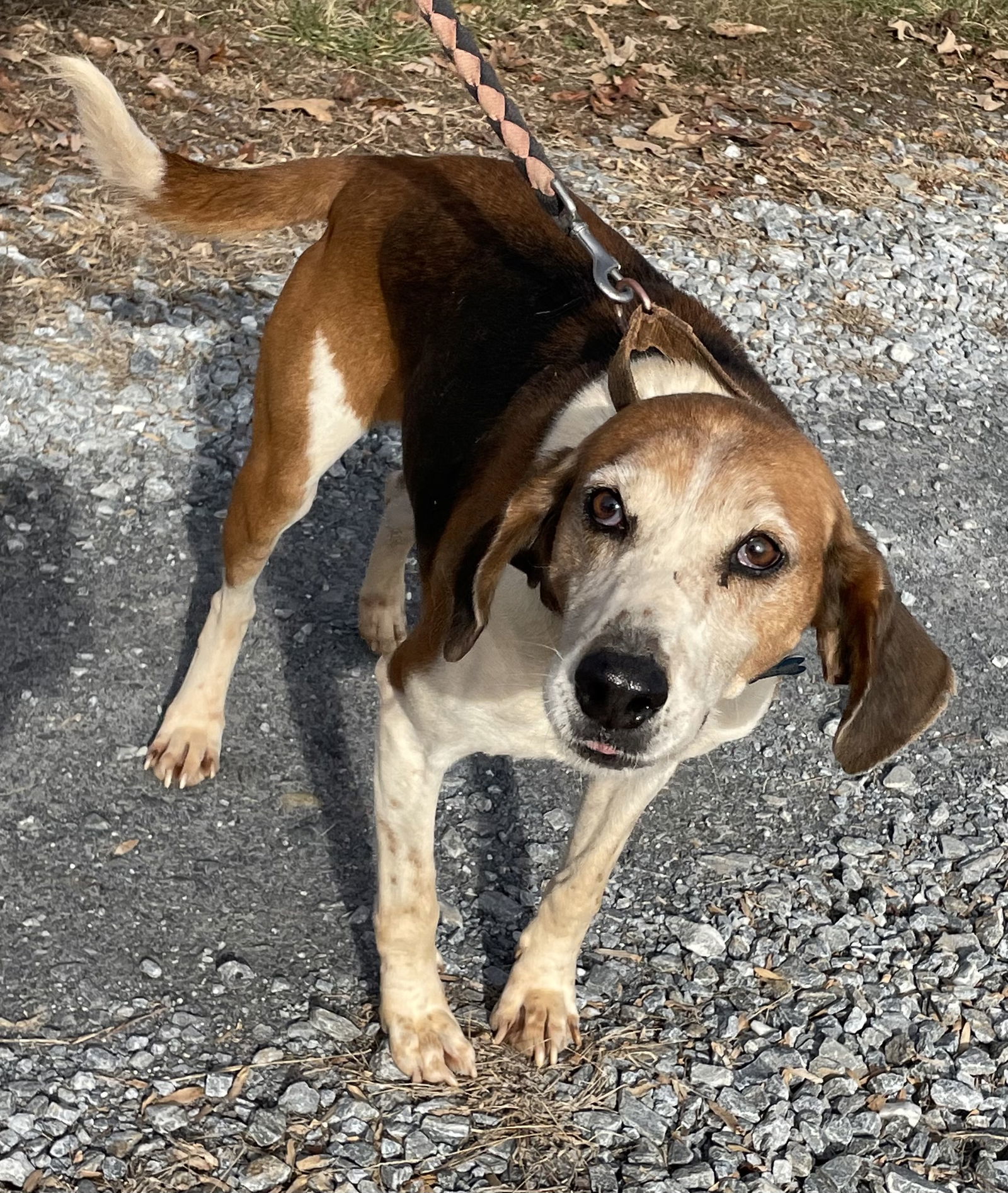 Alexander: Not At the Shelter (Wendy), an adoptable Hound in Rustburg, VA, 24588 | Photo Image 2