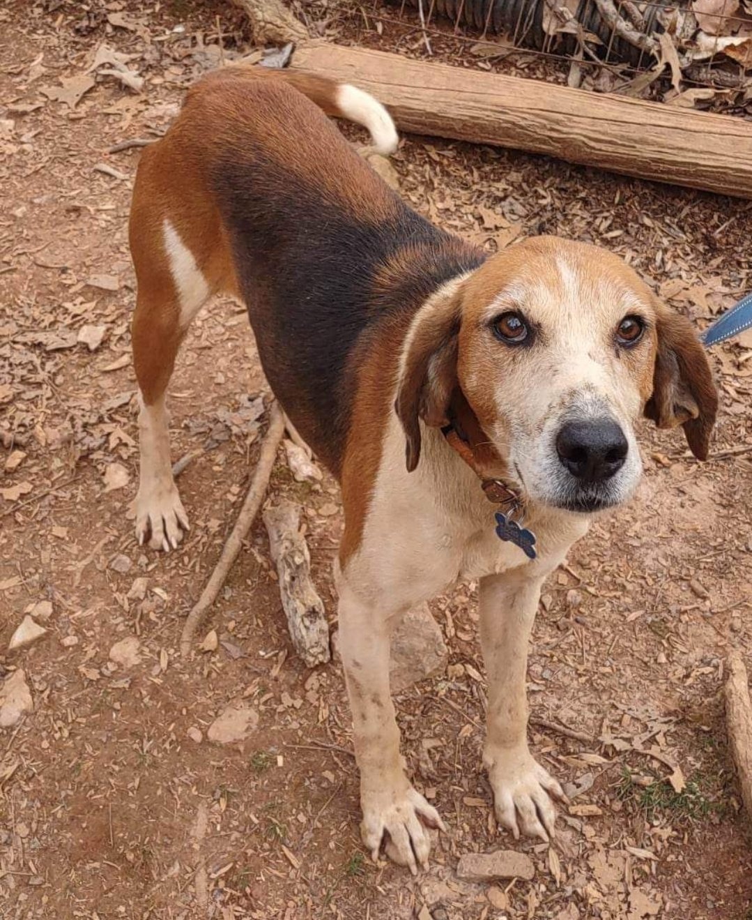 Alexander: Not At the Shelter, an adoptable Hound in Rustburg, VA, 24588 | Photo Image 3