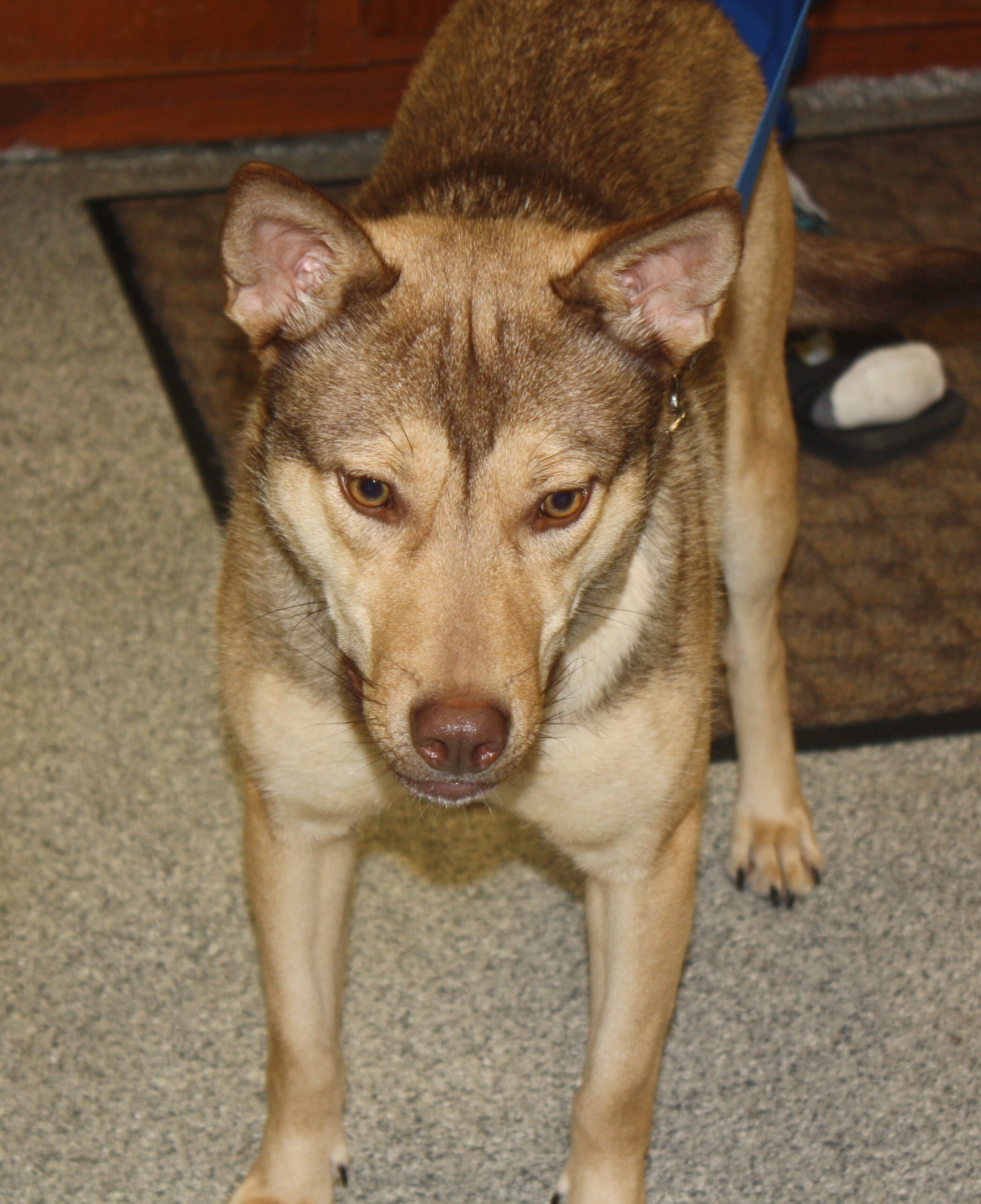 Sage, an adoptable German Shepherd Dog, Husky in Rockwell City, IA, 50579 | Photo Image 2