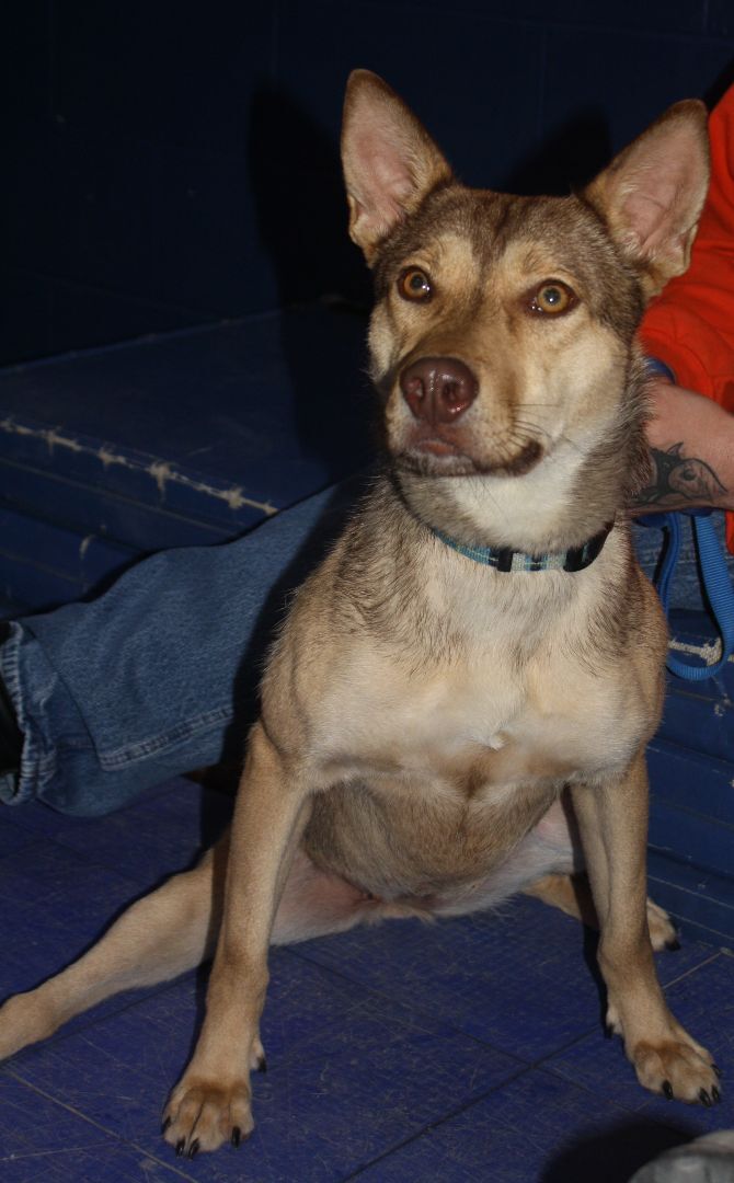 Sage, an adoptable German Shepherd Dog, Husky in Rockwell City, IA, 50579 | Photo Image 1